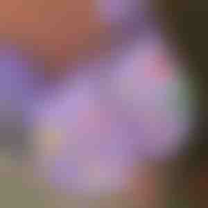 Božićni svetlucavi ukrasi za cipele (7 komada) | SHINETAGS