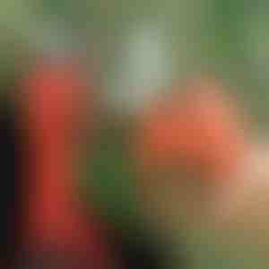 Električne makaze za orezivanje, bežične za baštu i voćnjak | WHIZZPRUNER