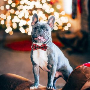 Ogrlica za pse sa pahuljom snega | DOGICOLLAR